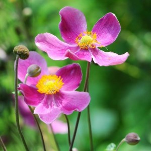 Anemon Zawilec Splendens doniczka P9 1 szt.