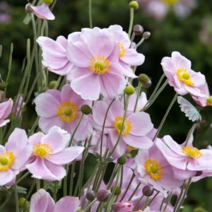 Anemon Zawilec Mont-Rose doniczka P9 1 szt.