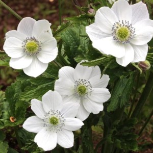 Anemon Zawilec Leveillei doniczka P9 1 szt.