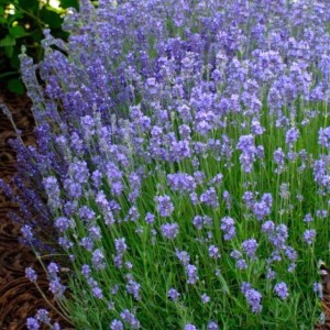 Lavendula Lawenda Dwarf Blue 1 szt. doniczka P9