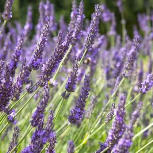 Lavendula Lawenda Grosso 1 szt. doniczka P9