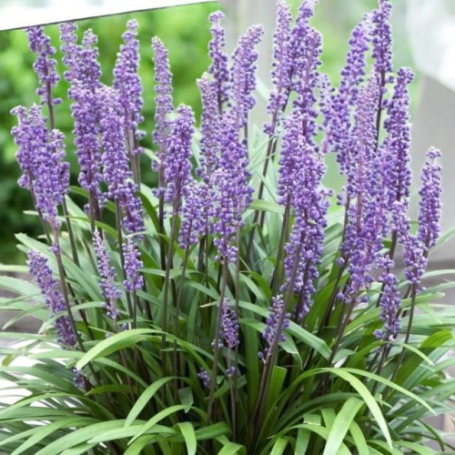 Liriope muscari Big Blue 1 szt. doniczka P9