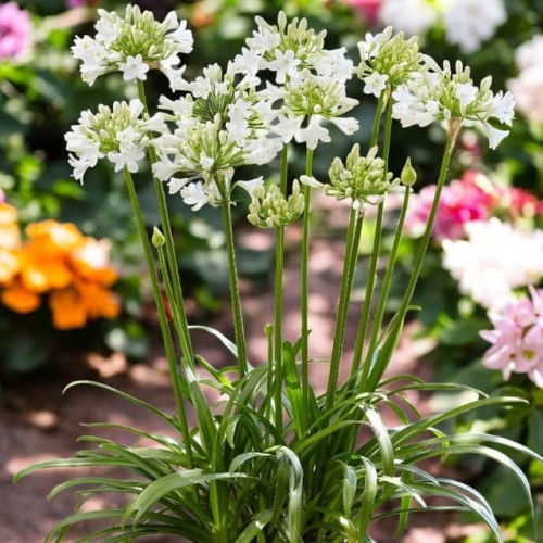 Agapanthus Agapant Polar Ice 1 szt. doniczka P9