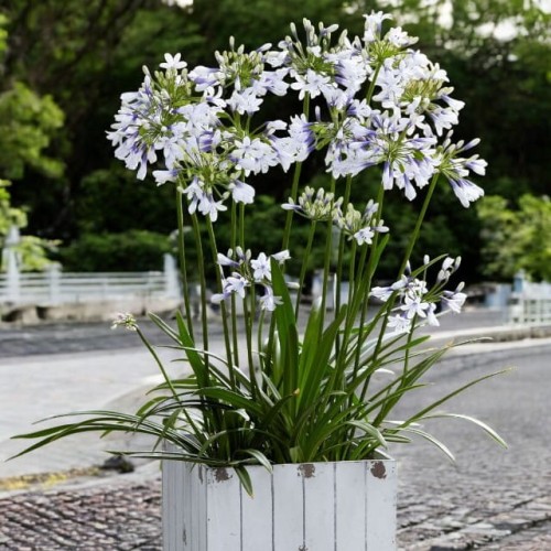 Agapanthus Agapant Twister 1 szt. doniczka P9
