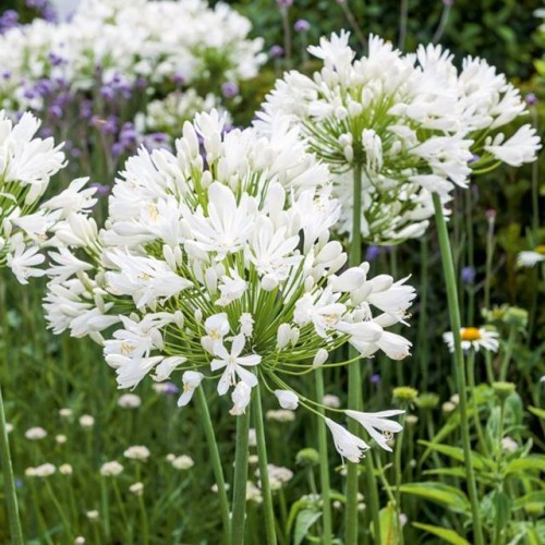 Agapanthus Agapant afrykański Alba 1 szt. doniczka