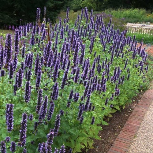 Agastache Kłosowiec Black Adder 1 szt. doniczka P9