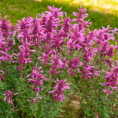 Agastache Kłosowiec Rosie Posie 1 szt. doniczka P9