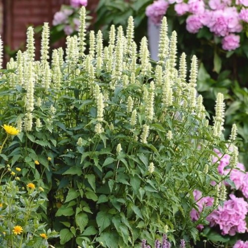 Agastache Kłosowiec Alabaster 1 szt. doniczka P9