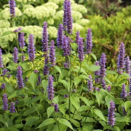 Agastache Kłosowiec Little Adder 1 szt doniczka P9