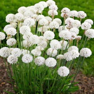 Armeria Zawciąg nadmorski Alba 1 szt. doniczka P9