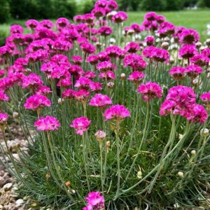 Armeria Zawciąg Splendens 1 szt. doniczka P9