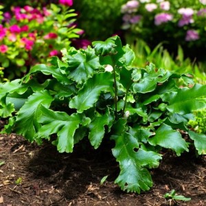 Języcznik Paproć Asplenium Cristatum  P9 1 szt.