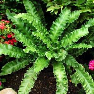 Języcznik Paproć Asplenium Undulatum  P9 1 szt.