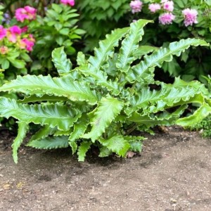 Języcznik Paproć Asplenium Angustifolium P9 1 szt