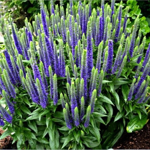 Veronica Przetacznik Ulster Dwarf Blue 1 szt. doniczka P9
