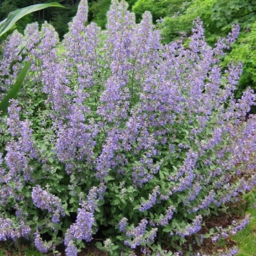 Nepeta Kocimiętka Grol 1 szt. doniczka P9