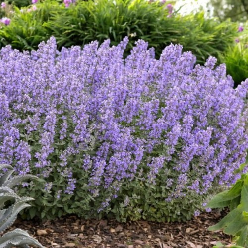 Nepeta Kocimiętka Kit Cat 1 szt. doniczka P9