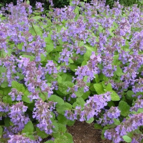 Nepeta recemosa Kocimiętka groniasta Grog 1 szt. doniczka P9