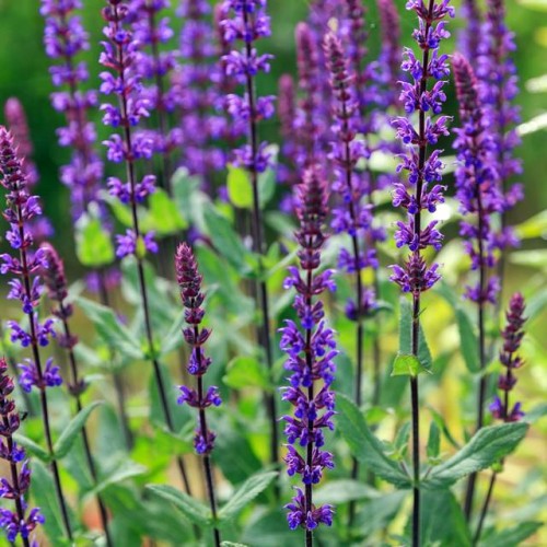 Salvia Szałwia omszona Caradonna 1 szt. doniczka P9