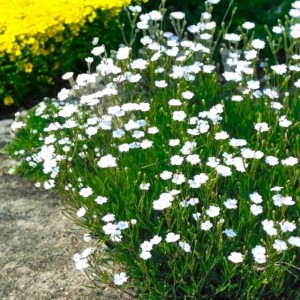 Dianthus deltoides Goździk Albiflorus P9 1 szt.