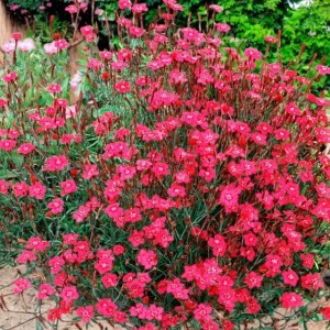Dianthus deltoides Goździk Brilliant P9 1 szt.