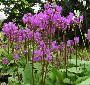 Dodecatheon meadia Bożykwiat Meada P9 1 szt.
