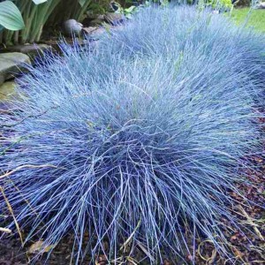 Festuca Kostrzewa Sina Elijah Blue P9 1 szt.
