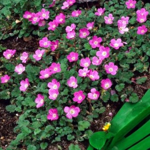 Erodium Iglica zmienna Bishop's Form P9 1 szt.