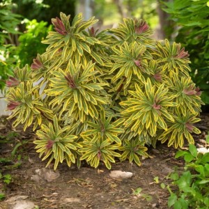 Euphorbia Wilczomlecz Ascot Rainbow P9 1 szt.