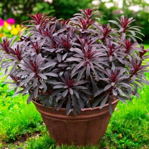 Euphorbia Wilczomlecz Miners Merlot P9 1 szt.