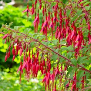 Fuchsia Fuksja magellańska Gracilis P9 1 szt.