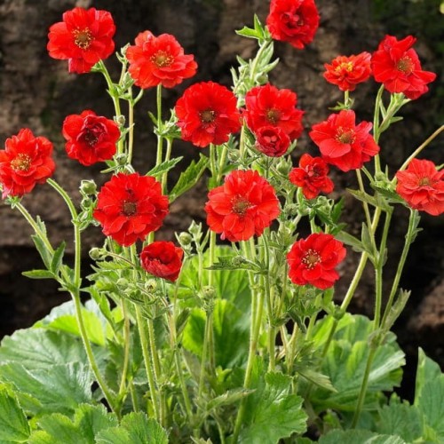 Geum Kuklik chilijski Mrs. Bradshaw 1 szt. doniczka P9