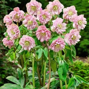 Helleborus Ciemiernik Double Light Pink P9 1 szt.