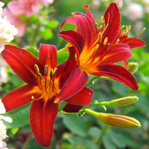 Hemerocallis Liliowiec Sammy Russell P9 1 szt.