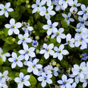 Izotoma nadwodna Isotoma fluviatilis P9 1 szt.
