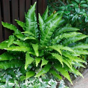 Języcznik Paproć Asplenium scolopendrium 1 szt. doniczka P9