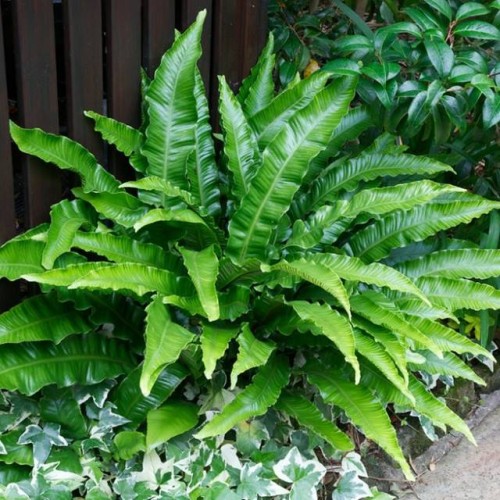 Języcznik Paproć Asplenium scolopendrium 1 szt. doniczka P9
