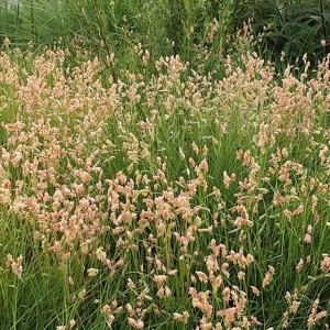 Buchloe dactyloides Trawa Bawola P9 1 szt.