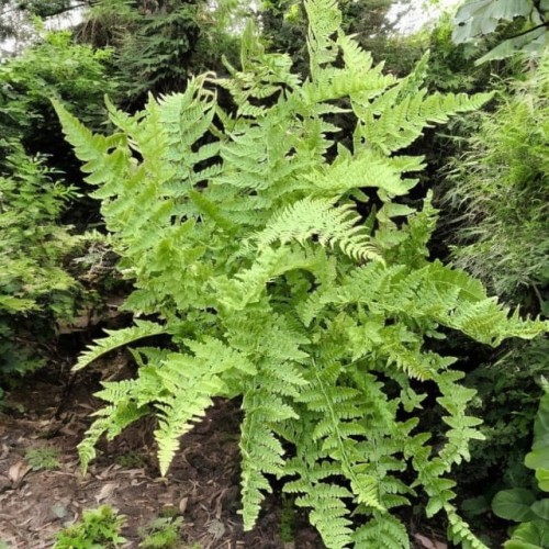 Paproć Wietlica Athyrium filix-femina 1 szt. doniczka P9