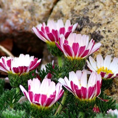 Anacyclus Bertram Marokański 1 szt. doniczka P9