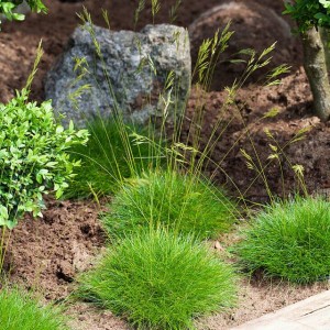 Festuca Kostrzewa gautieri doniczka P9 1 szt.