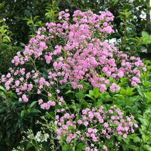 Gypsophila Gipsówka wiechowata Flamingo P9 1 szt.