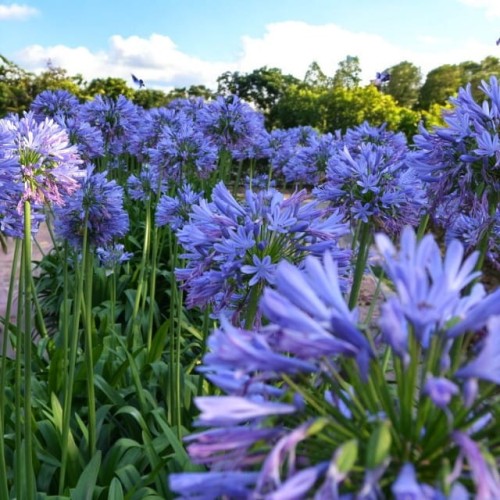 Agapanthus africanus Agapant 1 szt. doniczka P9