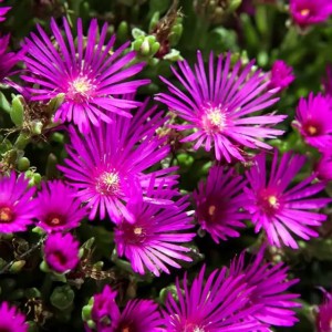 Delosperma Słonecznica Coopera 1 szt. doniczka P9