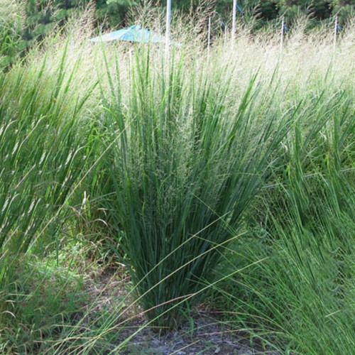 Panicum Trawa Proso Rózgowate Northwind 1 szt. doniczka P9