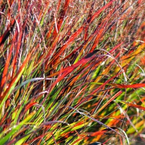 Panicum Trawa Proso Rotstrahlbusch P9 1 szt.