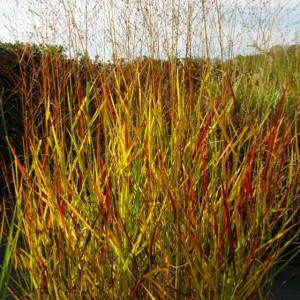 Panicum Proso Rózgowate Hanse Herms P9 1 szt.