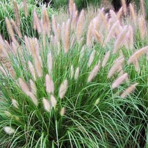 Pennisetum Rozplenica japońska 1 szt. doniczka P9