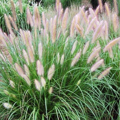 Pennisetum Rozplenica japońska 1 szt. doniczka P9