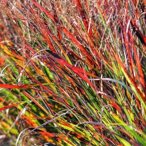 Panicum Trawa Proso Rózgowate Rehbraun 1 szt. doniczka P9